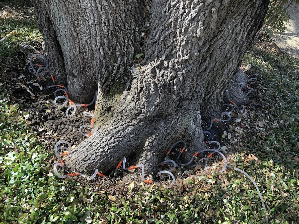 Detailed Tree Cabling and Bracing job site in Cave Springs