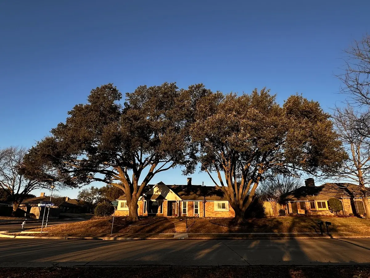 Established residential canopy tree shading a home in Cave Springs